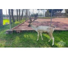 Casa de campo en Venta en Caldes de Malavella, Girona
