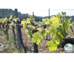 Parcela en Venta en Garriguella, Girona