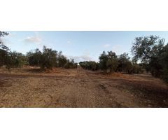 Terreno en Pozo de la Teja, Polígono 508, Villatorres, Jaén
