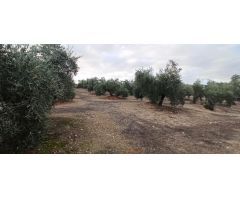 Terreno en Piedra del Altar, Polígono 34, Villatorres, Jaén