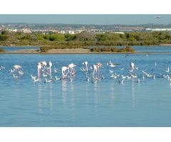 Chalet en Venta en San Pedro del Pinatar, Murcia