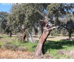 PARCELA EN EL MANANTIO