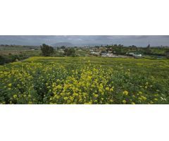 Finca rustica en Venta en Villafranco del Guadalhorce, Málaga
