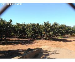 VENTA CAMPO DE CAQUIS BENIFAIO