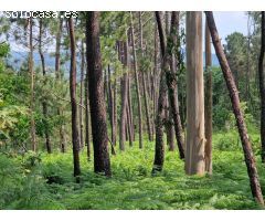 FINCA URBANA ENTRE NOIA Y LOUSAME