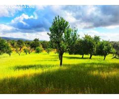 MAGNIFICA FINCA RUSTICA DE 7000 m con casita de 24m totalmente legal