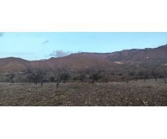TERRENO CON OLIVOS EN SENÉS