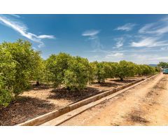 TERRENO RUSTICO EN PARTIDA PINELLA (VILA-REAL)