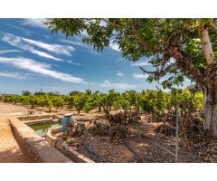 TERRENO RUSTICO EN PARTIDA PINELLA (VILA-REAL)