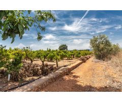TERRENO RUSTICO EN PARTIDA PINELLA (VILA-REAL)