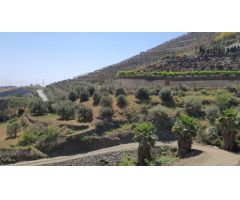 Finca rustica en Venta en Torrox Costa, Málaga