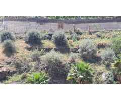 Finca rustica en Venta en Torrox Costa, Málaga