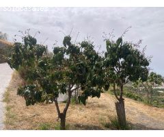 Finca rustica en Venta en Vélez-Málaga, Málaga