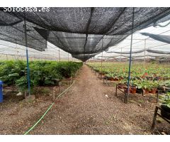 Finca rustica en Venta en Telde, Las Palmas