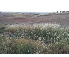 TERRENO URBANIZABLE EN TRANSFORMACION EN TORTOLA DE HENARES, GUADALAJARA