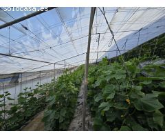 Finca rustica en Venta en Rubite, Granada