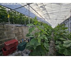 Finca rustica en Venta en Rubite, Granada