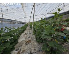 Finca rustica en Venta en Rubite, Granada