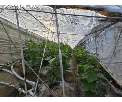 Finca rustica en Venta en Rubite, Granada