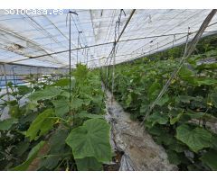 Finca rustica en Venta en Rubite, Granada