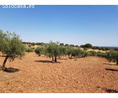 OLIVAR A LA VENTA EN VILLANUEVA DEL DUQUE