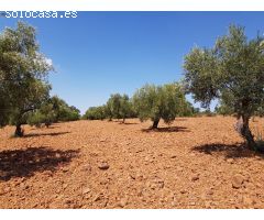 OLIVAR A LA VENTA EN VILLANUEVA DEL DUQUE