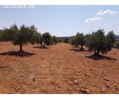 OLIVAR A LA VENTA EN VILLANUEVA DEL DUQUE