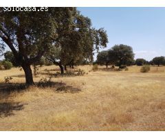 OLIVAR A LA VENTA EN VILLANUEVA DEL DUQUE