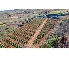 Finca 4.000m2 sembrada con papas, aguacateros y viñas en El Sauzal