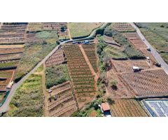 Finca 4.000m2 sembrada con papas, aguacateros y viñas en El Sauzal