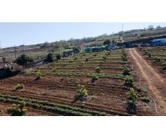 Finca 4.000m2 sembrada con papas, aguacateros y viñas en El Sauzal