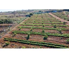 Finca 4.000m2 sembrada con papas, aguacateros y viñas en El Sauzal