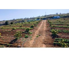 Finca 4.000m2 sembrada con papas, aguacateros y viñas en El Sauzal