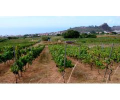 PARCELA AGRÍCOLA  EN TACORONTE