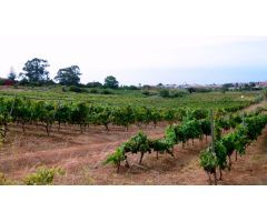 PARCELA AGRÍCOLA  EN TACORONTE