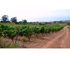 PARCELA AGRÍCOLA  EN TACORONTE