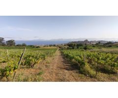 PARCELA AGRÍCOLA  EN TACORONTE