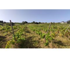 PARCELA AGRÍCOLA  EN TACORONTE