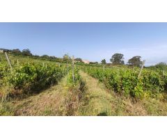 PARCELA AGRÍCOLA  EN TACORONTE