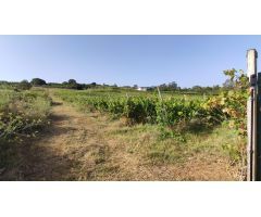 PARCELA AGRÍCOLA  EN TACORONTE