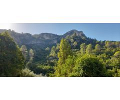 Finca en la sierra con olivos