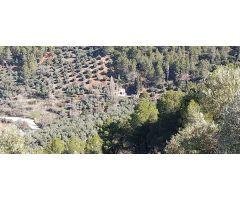 Terreno en Hornos de Segura