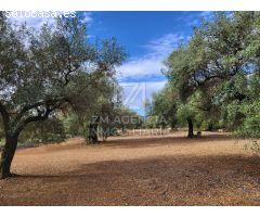 Finca rustica en Venta en Traiguera, Castellón