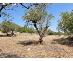 Finca rustica en Venta en Traiguera, Castellón
