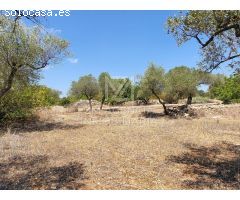 Finca rustica en Venta en Traiguera, Castellón