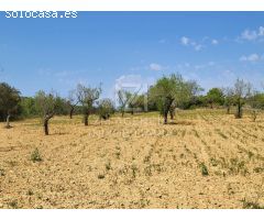 Finca rustica en Venta en Traiguera, Castellón