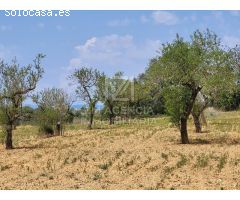 Finca rustica en Venta en Traiguera, Castellón