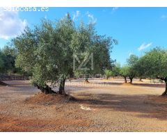 Finca rustica en Venta en Ulldecona, Tarragona