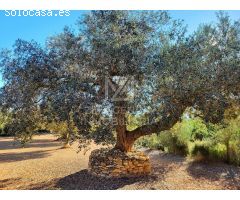 Finca rustica en Venta en Traiguera, Castellón