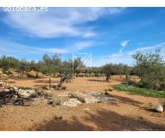 Finca rustica en Venta en Traiguera, Castellón